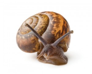 Using beer to get rid of garden snails - pest control
