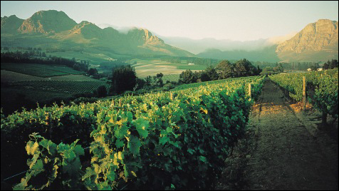 South African Wines in Australia