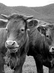 Biodynamic Wine in Australia - Limousin cattle at Krinkelwood Vineyard