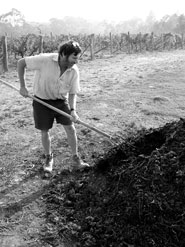 Winemaker Barry Morey digging compost at Sorrenberg Vineyard